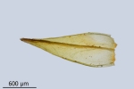 Schistidium trichodon
