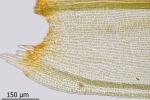 Schistidium trichodon