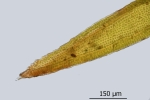 Schistidium trichodon