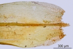 Schistidium trichodon