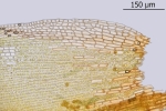 Schistidium trichodon