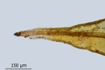 Schistidium trichodon