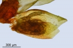 Schistidium trichodon