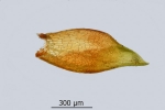 Schistidium trichodon