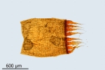 Schistidium trichodon