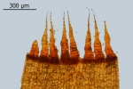 Schistidium trichodon