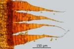 Schistidium trichodon