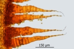 Schistidium trichodon