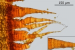 Schistidium trichodon