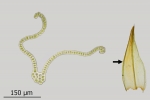 Schistidium trichodon