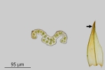 Schistidium trichodon