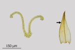 Schistidium trichodon