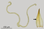 Schistidium trichodon