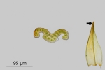 Schistidium trichodon