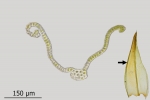 Schistidium trichodon