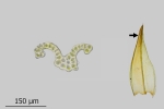 Schistidium trichodon
