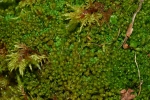 Neoorthocaulis floerkei