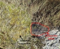 Gymnocolea inflata subsp. inflata