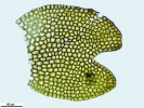 Gymnocolea inflata subsp. inflata