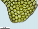 Gymnocolea inflata subsp. inflata