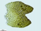 Gymnocolea inflata subsp. inflata