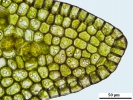 Gymnocolea inflata subsp. inflata