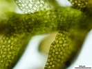 Gymnocolea inflata subsp. inflata
