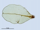 Rhizomnium appalachianum