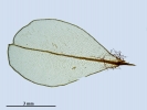 Rhizomnium appalachianum