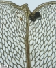 Rhizomnium appalachianum