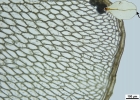 Rhizomnium appalachianum