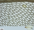 Rhizomnium appalachianum