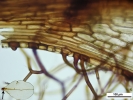 Rhizomnium appalachianum