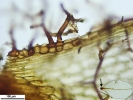 Rhizomnium appalachianum