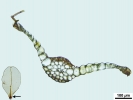 Rhizomnium appalachianum