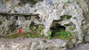 Conardia compacta