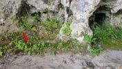 Conardia compacta