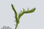 Conardia compacta