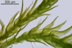 Conardia compacta