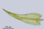 Conardia compacta