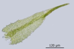 Conardia compacta