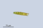 Conardia compacta