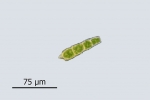 Conardia compacta