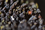 Schistidium grande