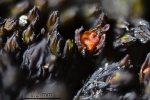 Schistidium grande