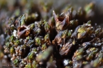 Schistidium grande