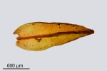Schistidium grande