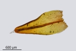 Schistidium grande