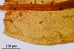 Schistidium grande