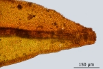Schistidium grande